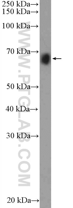 Western Blot (WB) analysis of mouse liver tissue using FAM171A2 Polyclonal antibody (20836-1-AP)