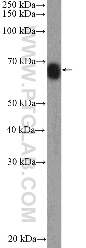 Western Blot (WB) analysis of mouse liver tissue using FAM171A2 Polyclonal antibody (20836-1-AP)