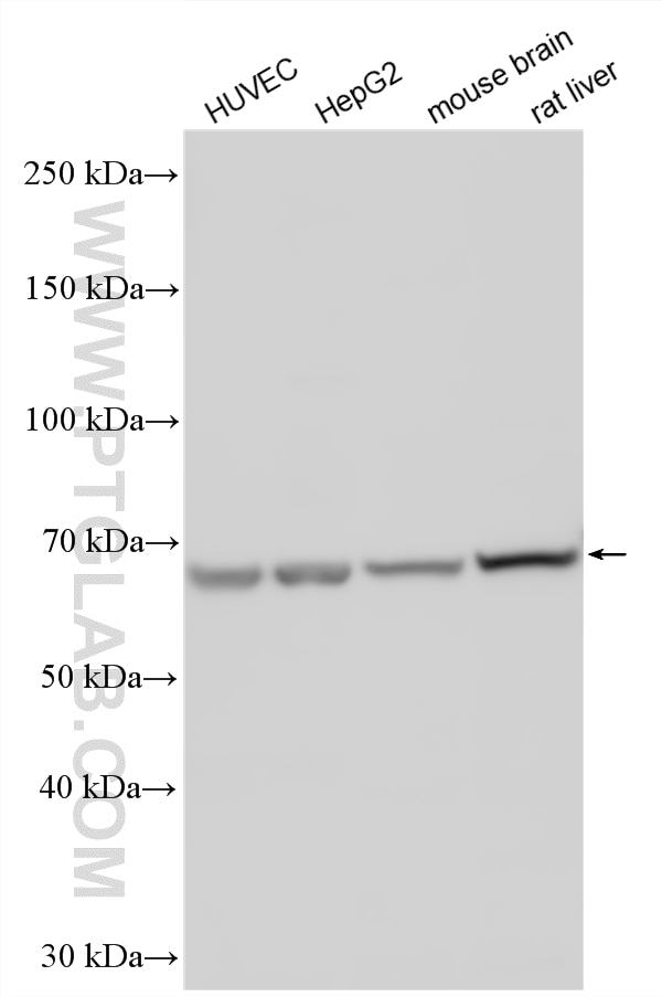 Western Blot (WB) analysis of various lysates using FAM171A2 Polyclonal antibody (20836-1-AP)