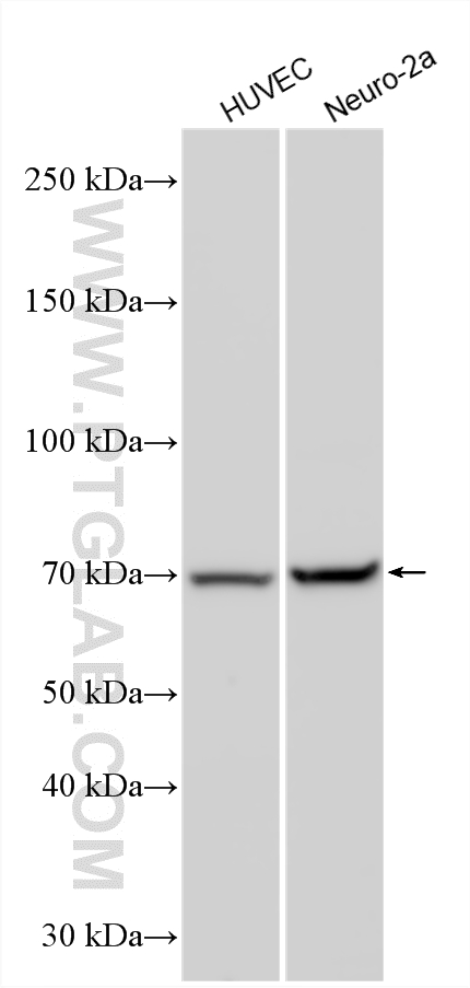 WB analysis using 20836-1-AP Western Blot (WB) analysis of various lysates using FAM171A2 Polyclonal antibody (20836-1-AP)