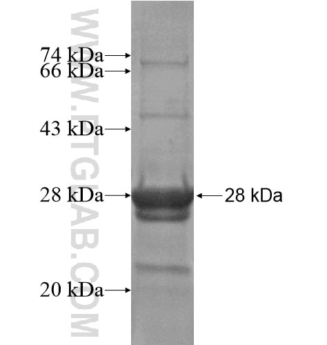 FAM171A2 fusion protein Ag14892 SDS-PAGE