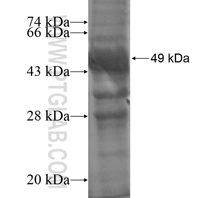 FAM171A2 fusion protein Ag14909 SDS-PAGE