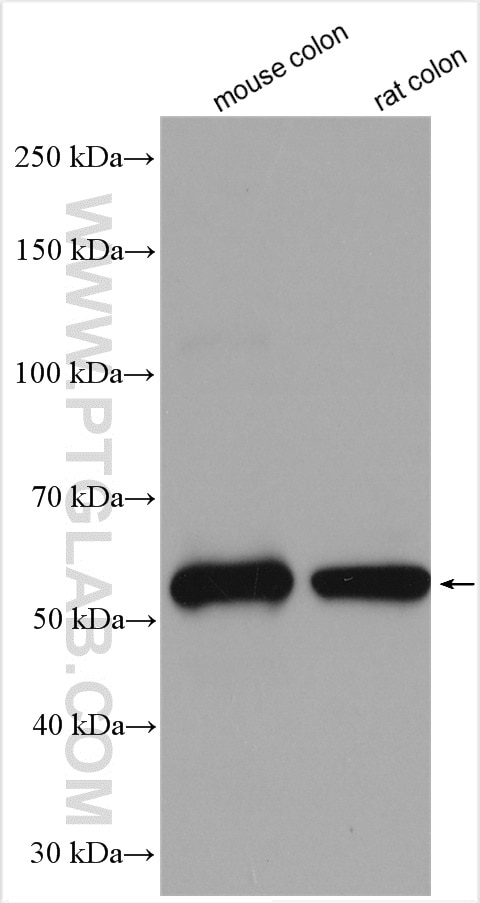Western Blot (WB) analysis of various lysates using FAM172A Polyclonal antibody (24732-1-AP)