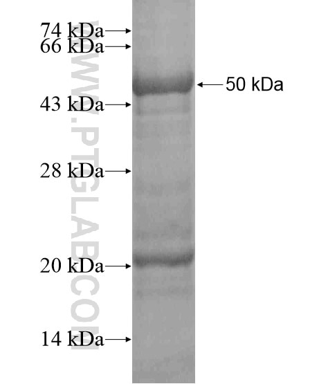 FAM172A fusion protein Ag20426 SDS-PAGE