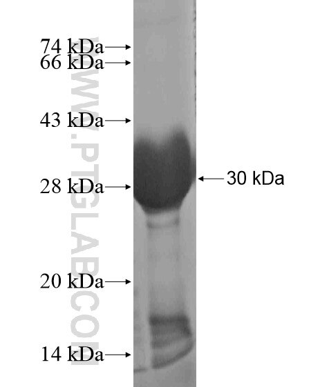 FAM172A fusion protein Ag20437 SDS-PAGE