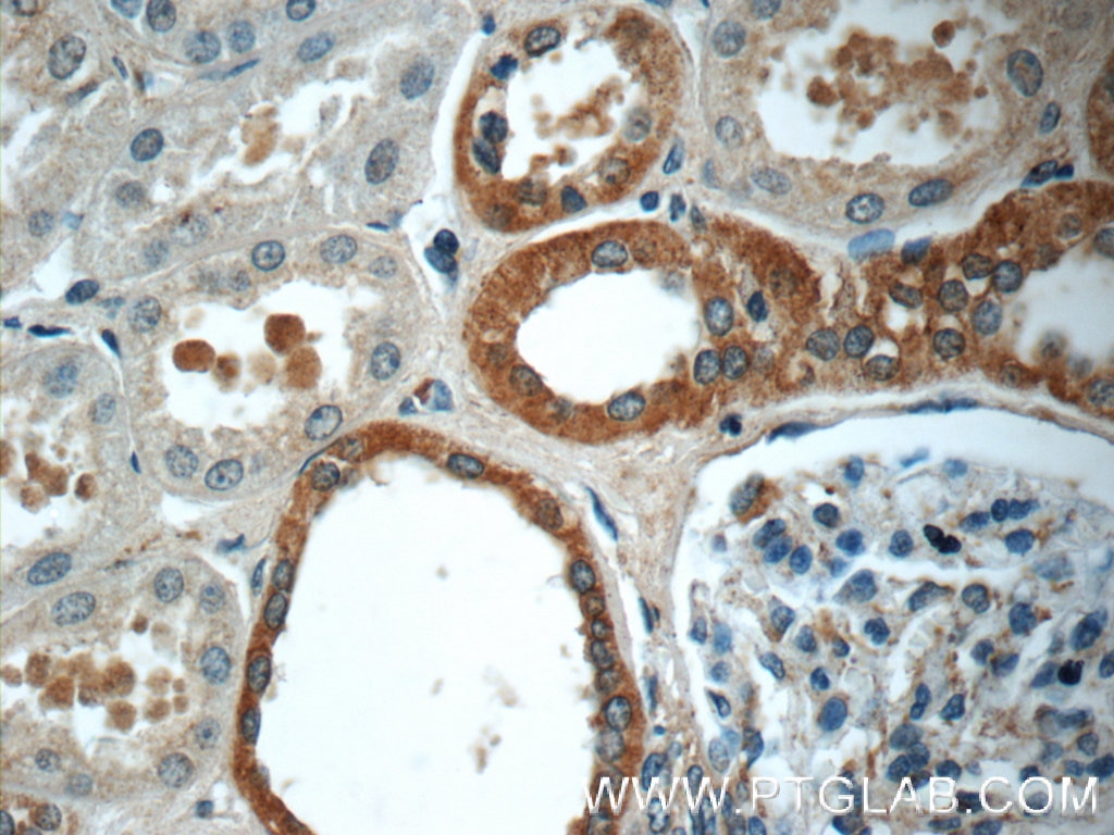 Immunohistochemistry (IHC) staining of human kidney tissue using FAM174A Polyclonal antibody (24802-1-AP)