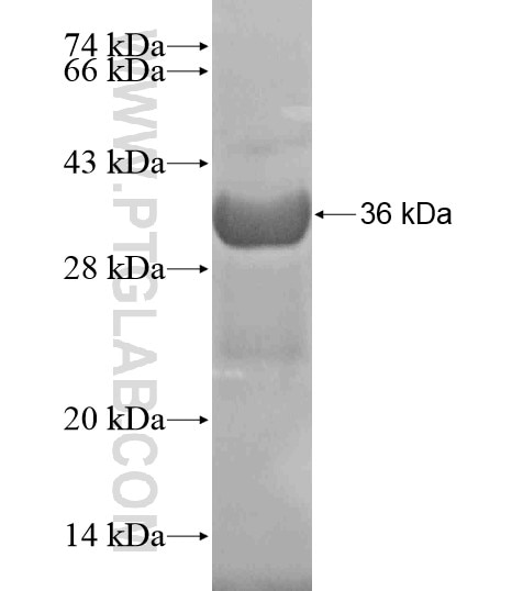 FAM174A fusion protein Ag20431 SDS-PAGE