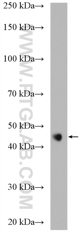 Western Blot (WB) analysis of MCF-7 cells using FAM175A Polyclonal antibody (14366-1-AP)