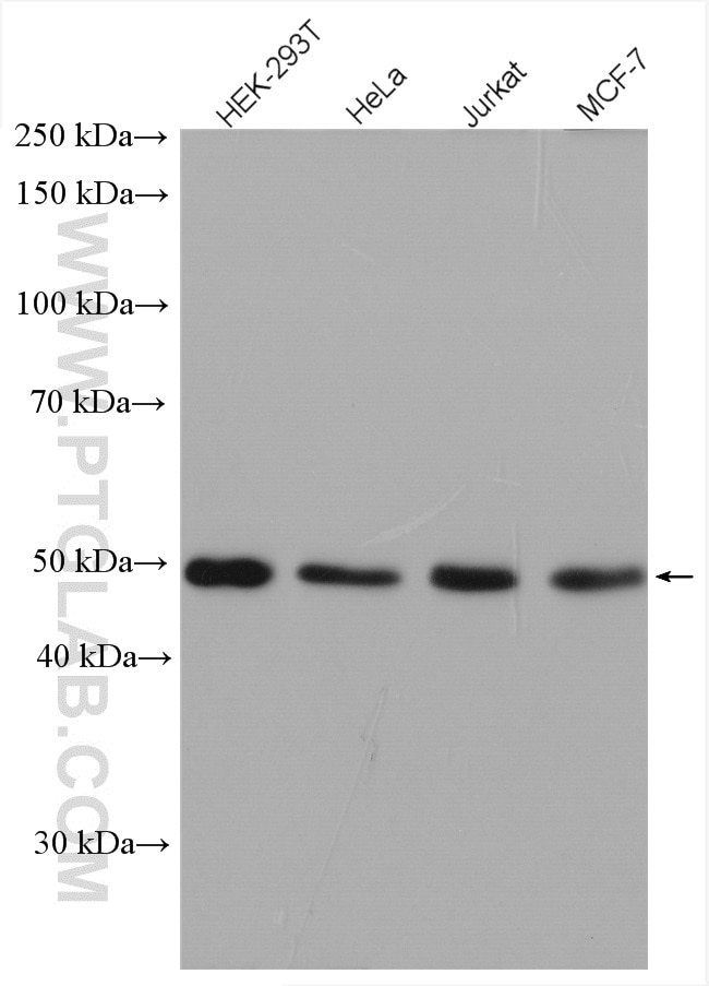Western Blot (WB) analysis of various lysates using FAM175A Polyclonal antibody (14366-1-AP)