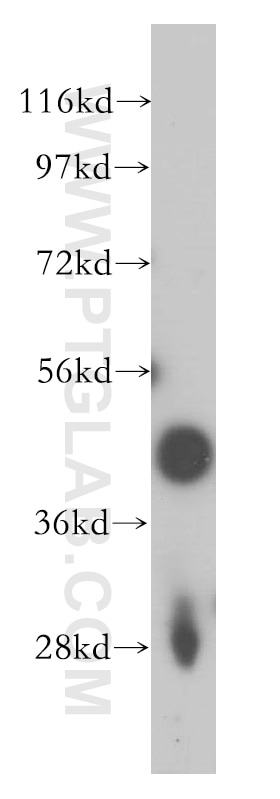 Western Blot (WB) analysis of Raji cells using FAM175A Polyclonal antibody (14366-1-AP)
