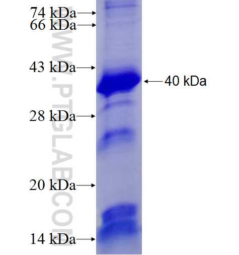 FAM175A fusion protein Ag6897 SDS-PAGE