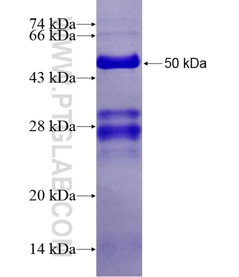 FAM175B fusion protein Ag22121 SDS-PAGE