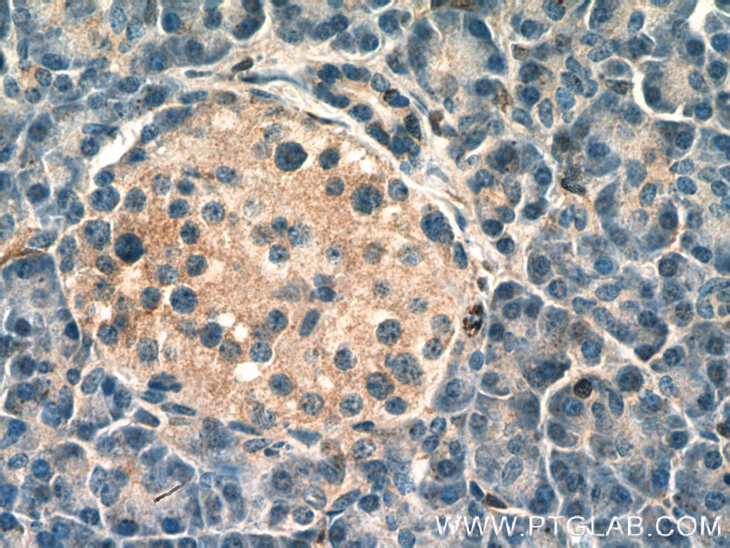 Immunohistochemistry (IHC) staining of human pancreas tissue using FAM176A Polyclonal antibody (26726-1-AP)