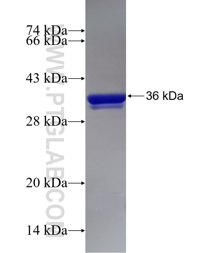 FAM176A fusion protein Ag24990 SDS-PAGE
