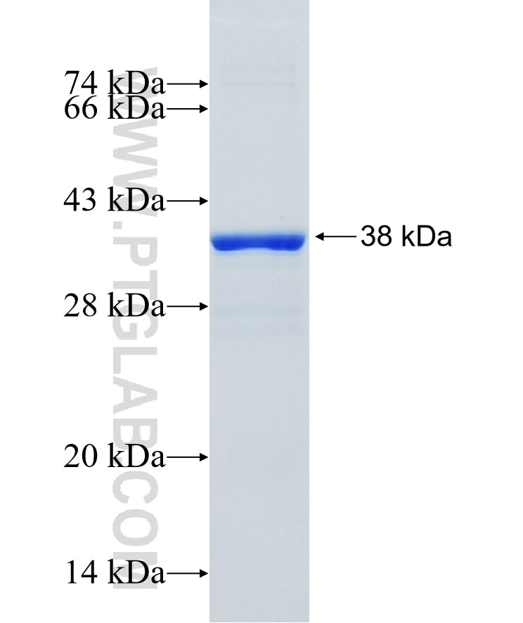 FAM176A fusion protein Ag27124 SDS-PAGE