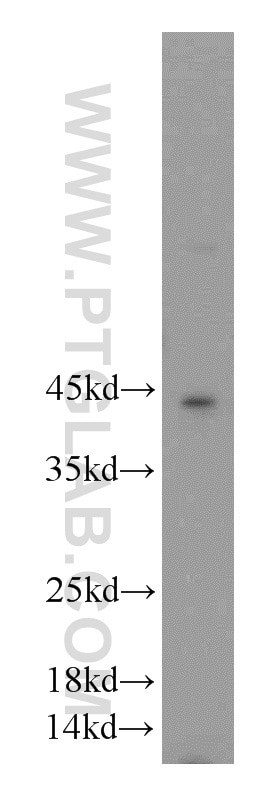 Western Blot (WB) analysis of MCF-7 cells using FAM185A Polyclonal antibody (20911-1-AP)