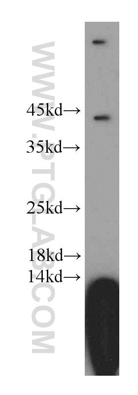 Western Blot (WB) analysis of HEK-293 cells using FAM185A Polyclonal antibody (20911-1-AP)