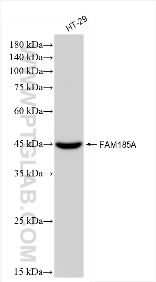 Western Blot (WB) analysis of HT-29 cells using FAM185A Recombinant antibody (83921-3-RR)