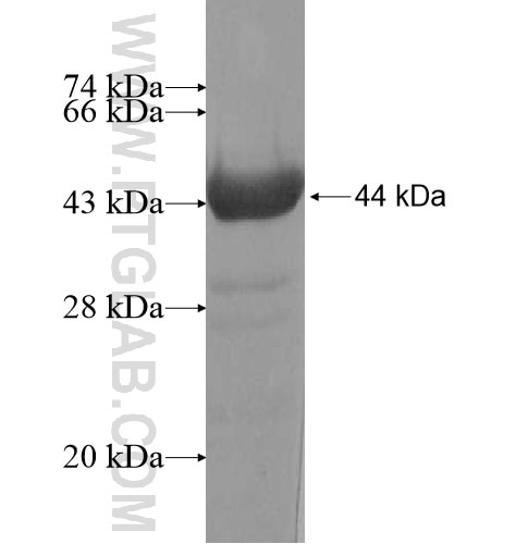 FAM186B fusion protein Ag15505 SDS-PAGE
