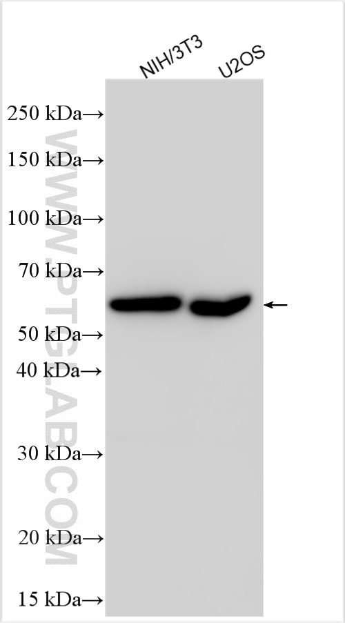 Western Blot (WB) analysis of various lysates using FAM190B Polyclonal antibody (21078-1-AP)