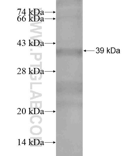 FAM20A fusion protein Ag19429 SDS-PAGE