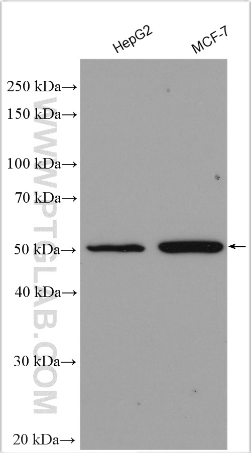 Western Blot (WB) analysis of various lysates using FAM20B Polyclonal antibody (19134-1-AP)