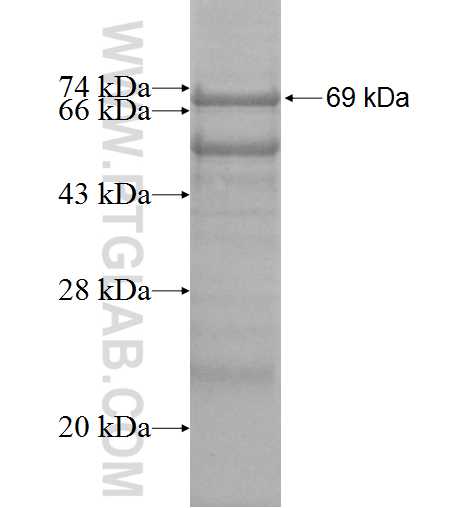 FAM20B fusion protein Ag5680 SDS-PAGE