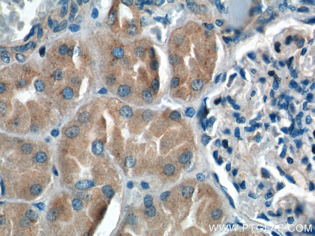 Immunohistochemistry (IHC) staining of human kidney tissue using FAM20C Polyclonal antibody (25395-1-AP)