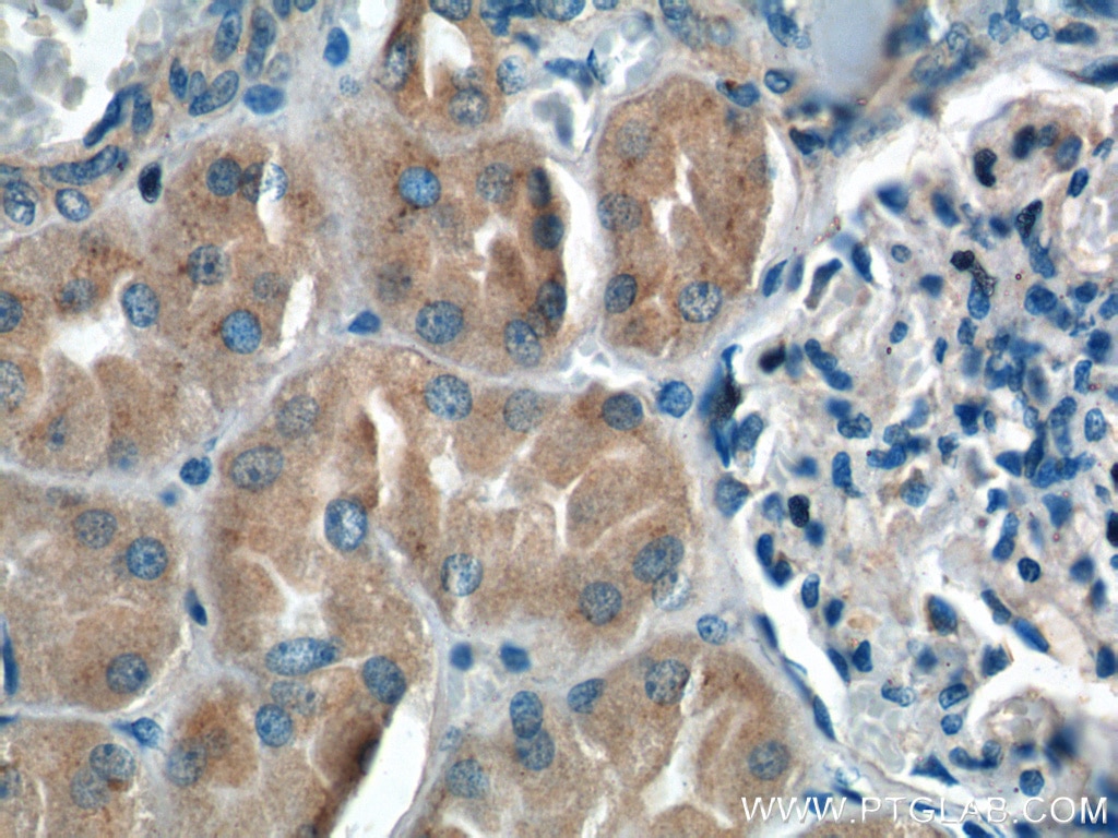 Immunohistochemistry (IHC) staining of human kidney tissue using FAM20C Polyclonal antibody (25395-1-AP)