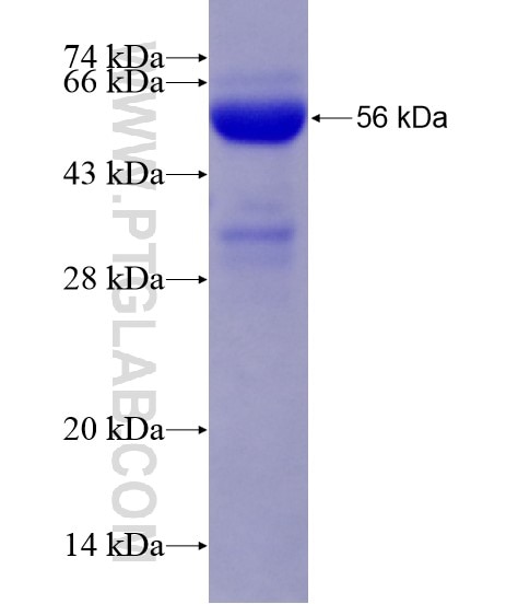 FAM20C fusion protein Ag22061 SDS-PAGE