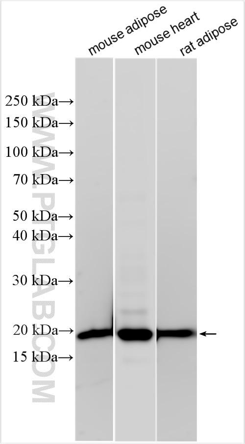 Western Blot (WB) analysis of various lysates using FAM210A Polyclonal antibody (31694-1-AP)