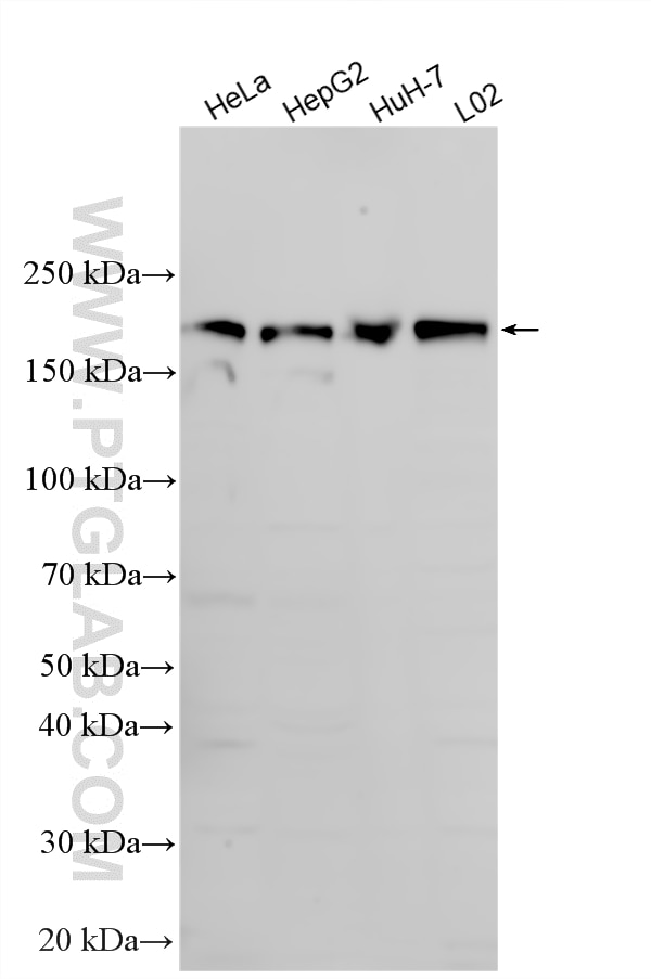 Western Blot (WB) analysis of various lysates using FAM21C Polyclonal antibody (33047-1-AP)