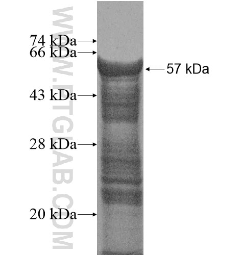 FAM21C fusion protein Ag14590 SDS-PAGE