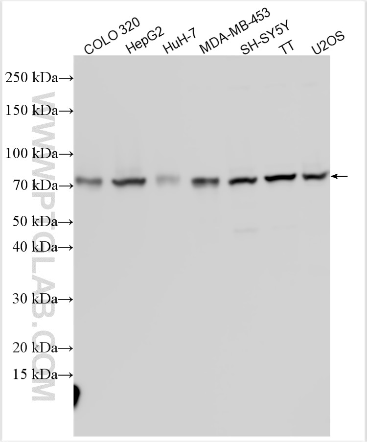 Western Blot (WB) analysis of various lysates using FAM222A Polyclonal antibody (31914-1-AP)