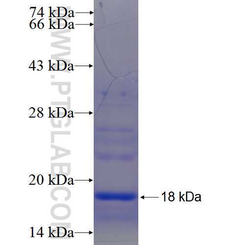 FAM26E fusion protein Ag23776 SDS-PAGE