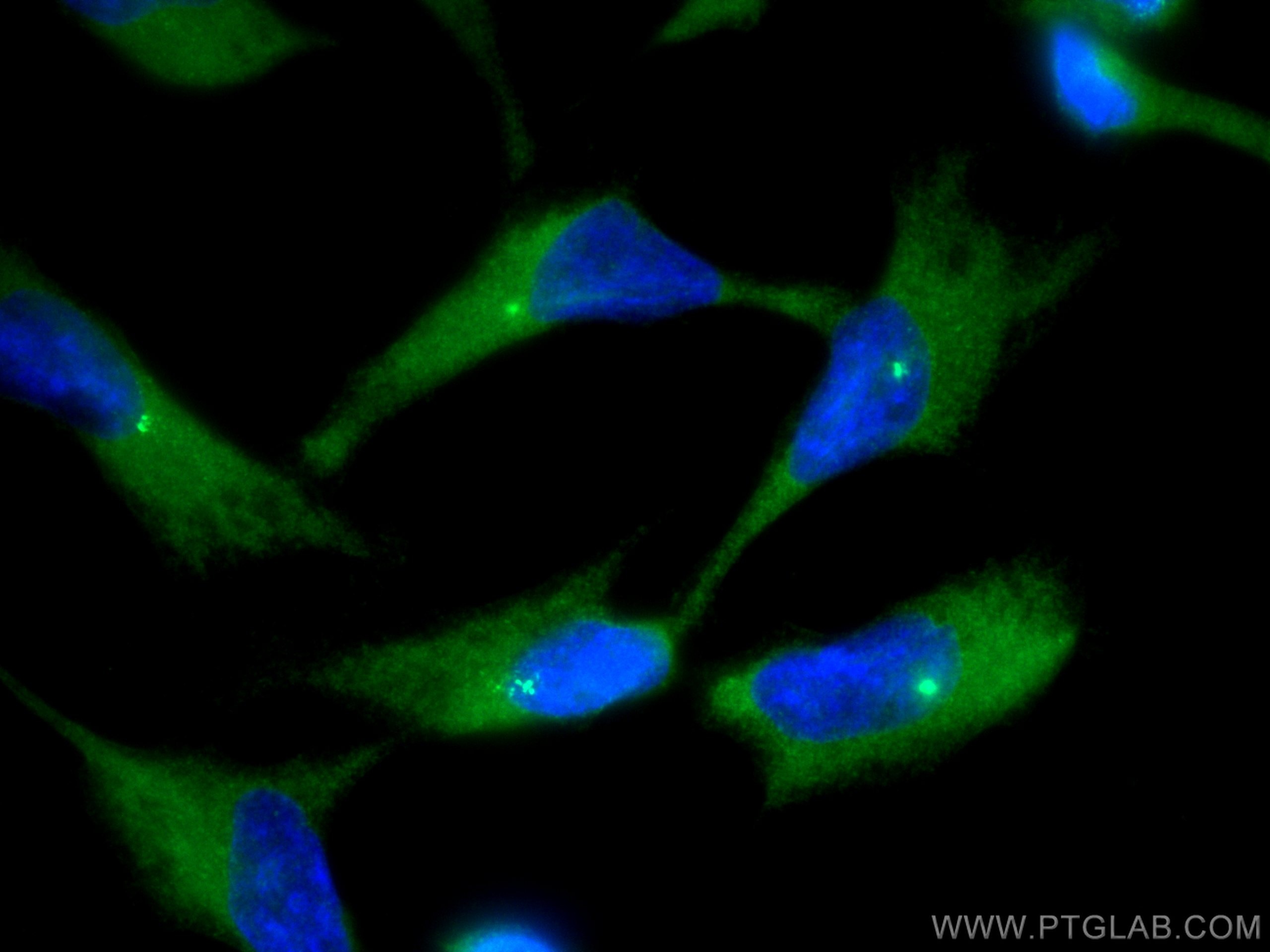 Immunofluorescence (IF) / fluorescent staining of HeLa cells using FAM29A Polyclonal antibody (16933-1-AP)