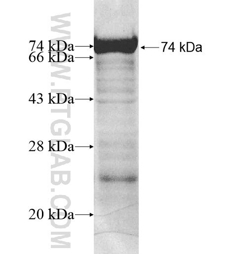 FAM29A fusion protein Ag10421 SDS-PAGE
