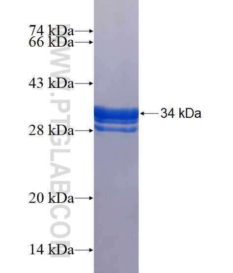 FAM30A fusion protein Ag18238 SDS-PAGE