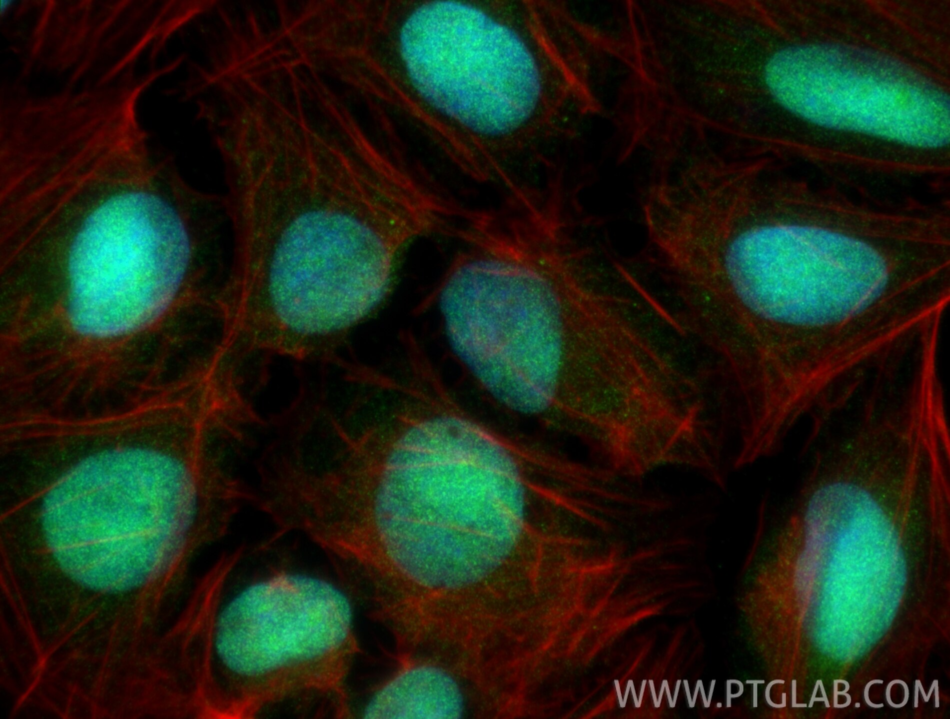 Immunofluorescence (IF) / fluorescent staining of U2OS cells using FAM32A Polyclonal antibody (19570-1-AP)