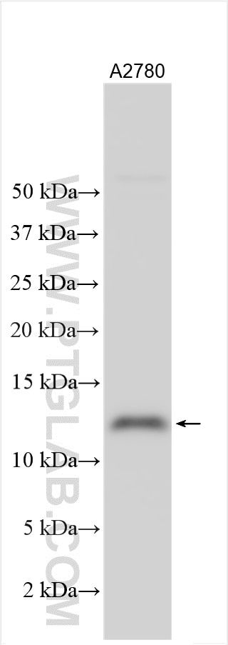 Western Blot (WB) analysis of various lysates using FAM32A Polyclonal antibody (19570-1-AP)