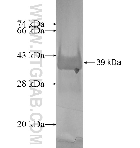 FAM32A fusion protein Ag13761 SDS-PAGE