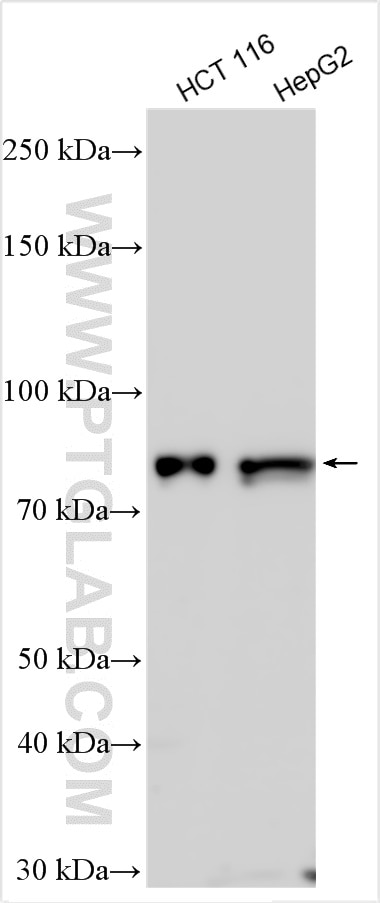 Western Blot (WB) analysis of various lysates using FAM35A Polyclonal antibody (26090-1-AP)