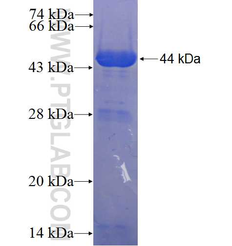 FAM35A fusion protein Ag23416 SDS-PAGE
