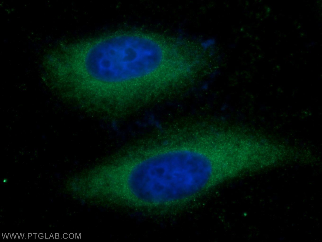 Immunofluorescence (IF) / fluorescent staining of HeLa cells using COX20 Polyclonal antibody (25752-1-AP)