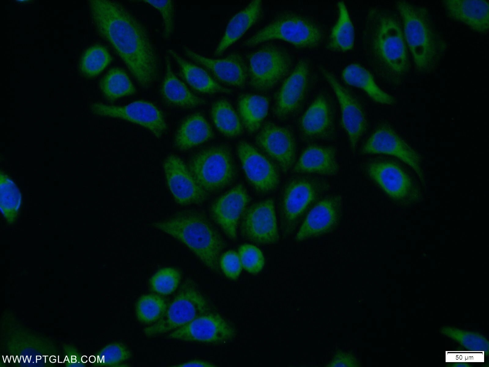 Immunofluorescence (IF) / fluorescent staining of PC-3 cells using COX20 Polyclonal antibody (25752-1-AP)