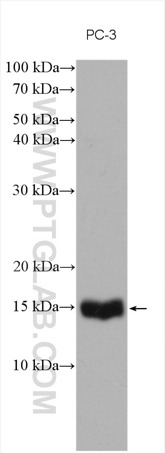 Western Blot (WB) analysis of various lysates using COX20 Polyclonal antibody (25752-1-AP)