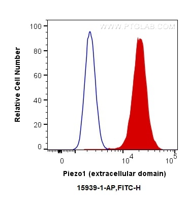 Flow cytometry (FC) experiment of RAW 264.7 cells using Piezo1 (extracellular domain) Polyclonal antibody (15939-1-AP)
