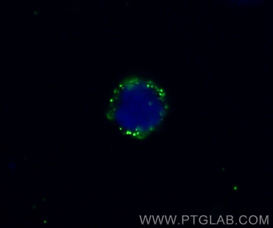 IF Staining of THP-1 using 15939-1-AP