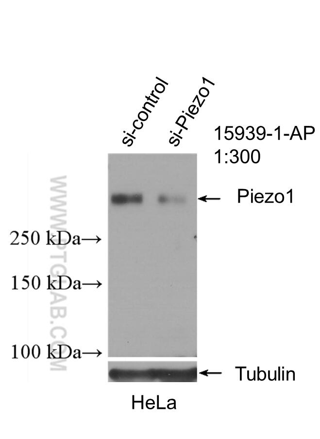 Western Blot (WB) analysis of HeLa cells using Piezo1 (extracellular domain) Polyclonal antibody (15939-1-AP)