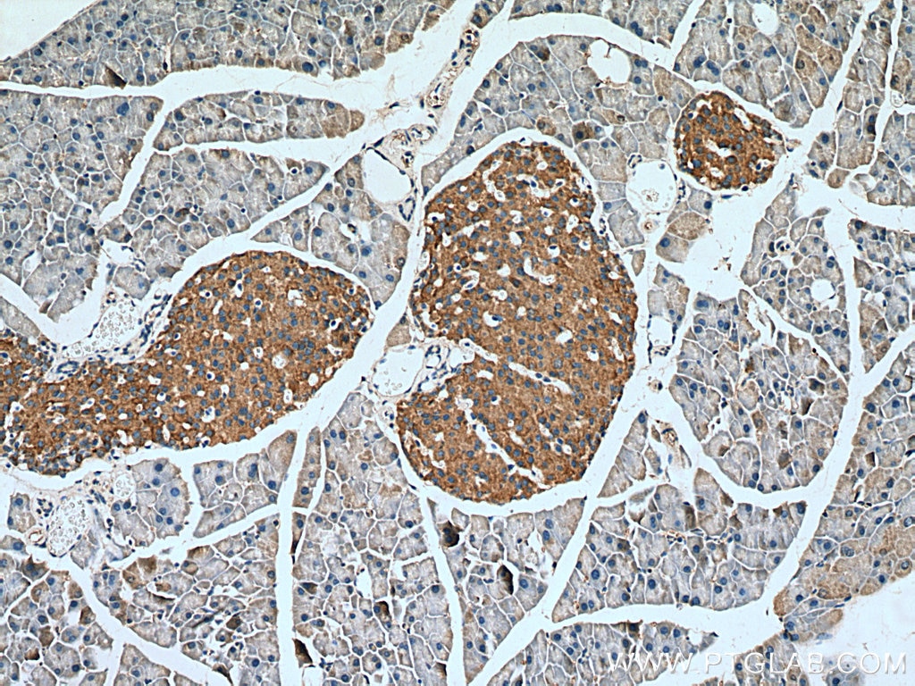 IHC staining of mouse pancreas using 20588-1-AP